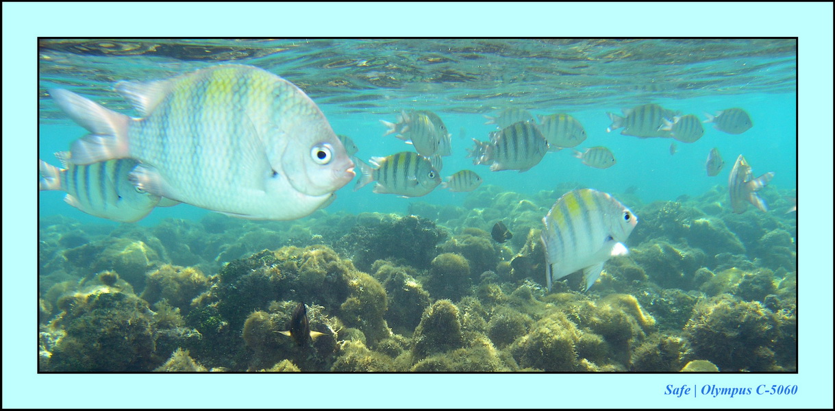 2005 - 11 - Maragogi - parc marin de gales 12.JPG